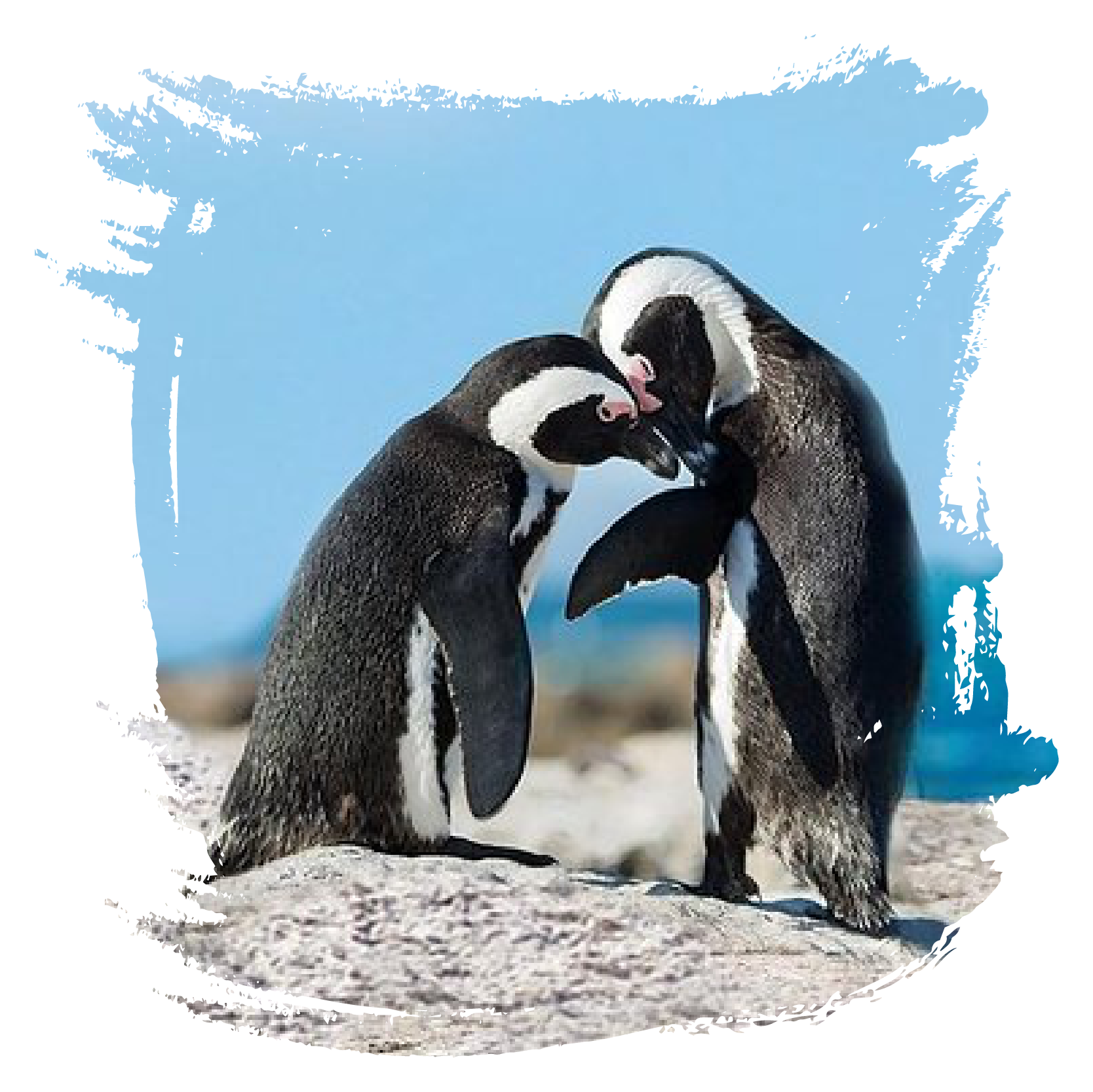 Charters – Big Blue Sport Fishing Charters Cape Town